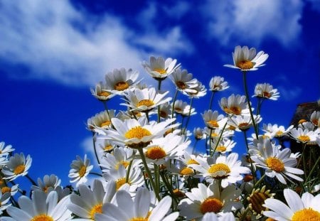 Daisies In the Golden Afternoon - sky, clouds, beautiful, flowers, daisies