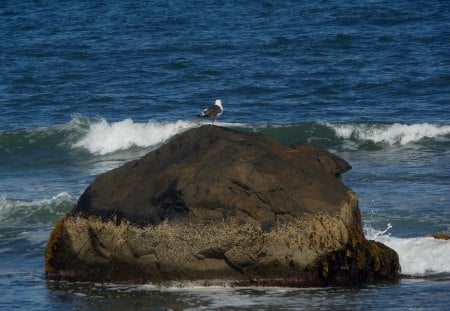 Ocean at Point Judith, RI - seagal, ocean, summer, rock, bird, waves