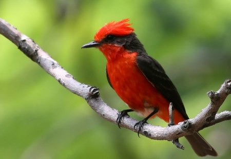 Vermillon Flycatcher - vermillon, bird, red, flycatcher, petirrojo