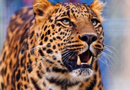 Beautiful leopard - animal, wild cat, leopard, wild life