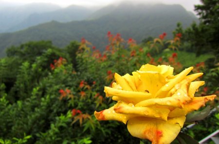 After the rain - pretty, mountain, after rain, flower, misty