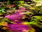 FOREST PATHWAY