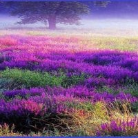 nature in purple