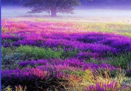 nature in purple