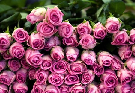 ROSES in PINK - bouquet, blossoms, roses, pink