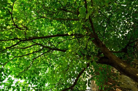 Green Tree - light, leaf, tree, nature, green