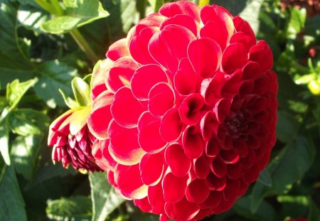 Dahlia - hd, stenko, garden, dahlia