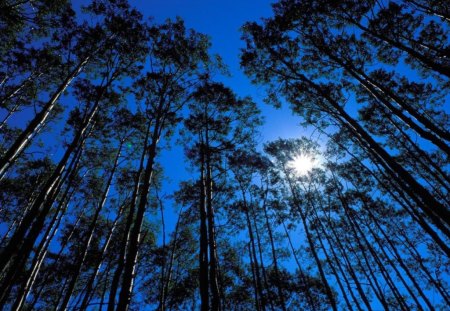 Sunrise to a Beautiful Day - sky, stunning, trees, sun, blue, tall