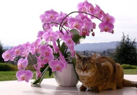 lovely morning - lovely, cats, orchids, morning