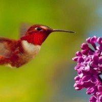 Humming Bird