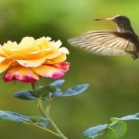 Humming Bird