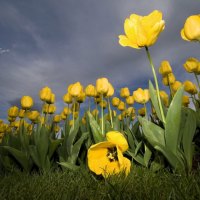 Yellow tulips~lovely nature