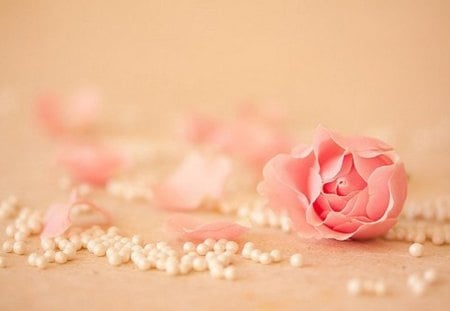 Delicate - delicacy, pearls, feminine, delicate, tenderness, lovely, rose, petals, flower