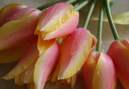 Tender tulips - soft, petals, delicate, tulips, tenderness, tender, flowers, water dros