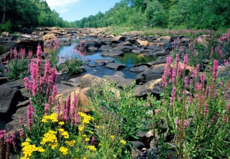 River - flowers, river, spring, nature