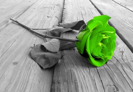 FORGOTTEN ROSE - flowers, roses, floorboards, green, selected shading, floor, forgotten