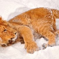 Lion Playing in the Snow