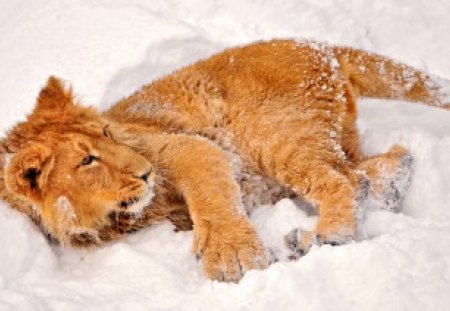 Lion Playing in the Snow - fun, lion, playing, snow