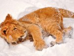 Lion Playing in the Snow