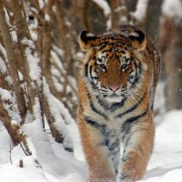 Amur Tiger