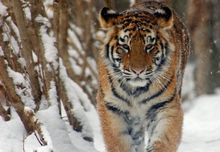 Amur Tiger - amur tiger, snow, animal, feline, siberian