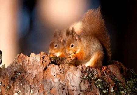 Double Squirrel - nut, eating, odent, forest, tree