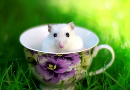 A Cup of Mouse - rodent, white, animal, mug, grass