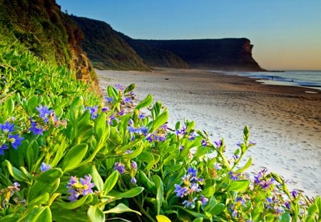 Flowers along the beach - summer, rocks, beautiful, ocean, grass, fresh, nature, mountain, water, flowers, shore, sky, nice, clouds, sands, lovely, sea, green