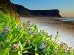 Flowers along the beach