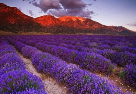 Lavender meadow - nice, sky, cliff, meadow, field, rocks, clouds, rows, afternoon, lavender, mountain, summer, lovely, slopes, peaks, nature, fragrant, fiery, red, beautiful, flowers