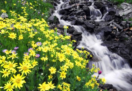 Summer water stream - calm, yellow, creek, stream, flowers, floating, nice, falling, water, beautiful, lovely, stones, fall, river, nature, green, peaceful