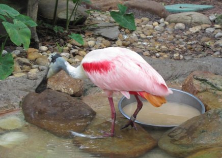 Pink Spoonbill - bird, egret, nature, pink, flamingo