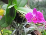 Pink Orchid