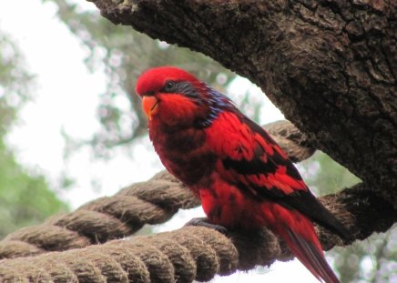 Red Hot Parakeet - bird, nature, parakeet, red