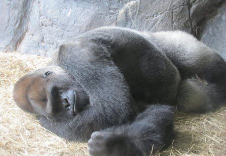 Sleepy Gorilla on a hot day - animal, primates, zoo, gorilla