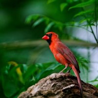 Male Cardinal on a Tree Branch