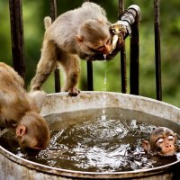 Monkeys in the Water