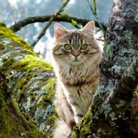 Cute Cat Peeking from Trees