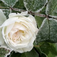 Beautiful Frosty White Rose