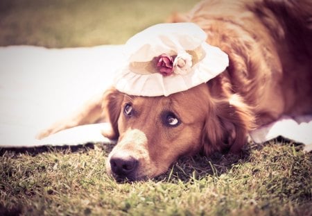 Being Silly - labrador, hat, golden retreiver, dog, photography, silly, funny