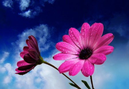 MIDDAY GERBERA - sky, magenta, blue sky, gardens, gerbera, clouds, pink, flowers, daisies