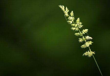 THE GREEN GREEN GRASS - web, wildflowers, spiderwebs, green, grass