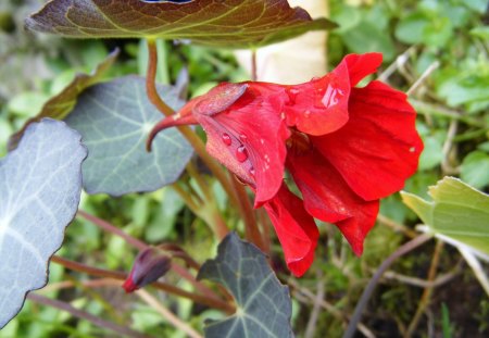 Nasturtium - plant, nasturtium, garden, flower