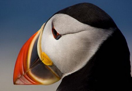 The PUFFIN - white, yellow, orange, colors, puffin, black, bird