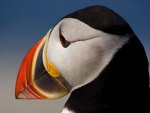 The PUFFIN