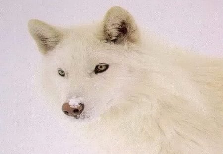 Alaskan wild - hunter, white, wolf, beauty, alaska, wild