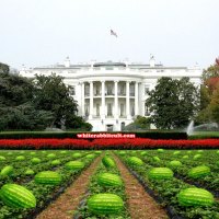 The White House Rose Garden