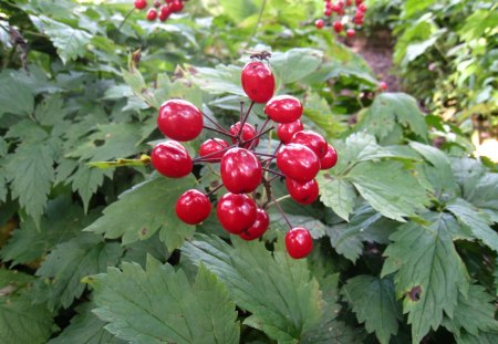 Red Baneberry - plant, green, leaf, red