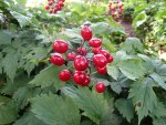 Red Baneberry