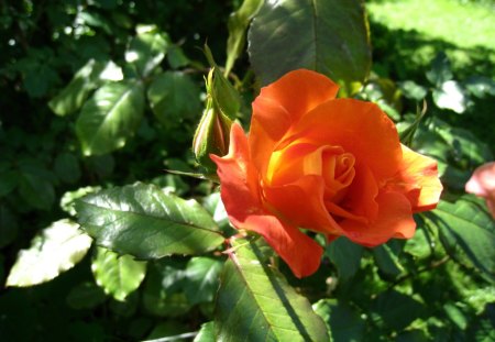 A Orange Rose for my new friend Wina - orange, green, rose, leafs